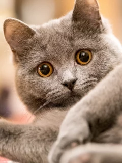 кот, взгляд, животное