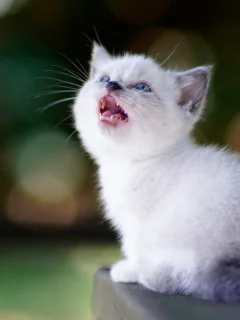 котёнок, маленький