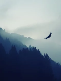 горы, лес, туман