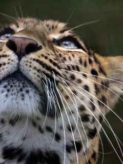 леопард, животное, взгляд вверх
