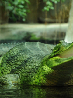 крокодил, зелёный