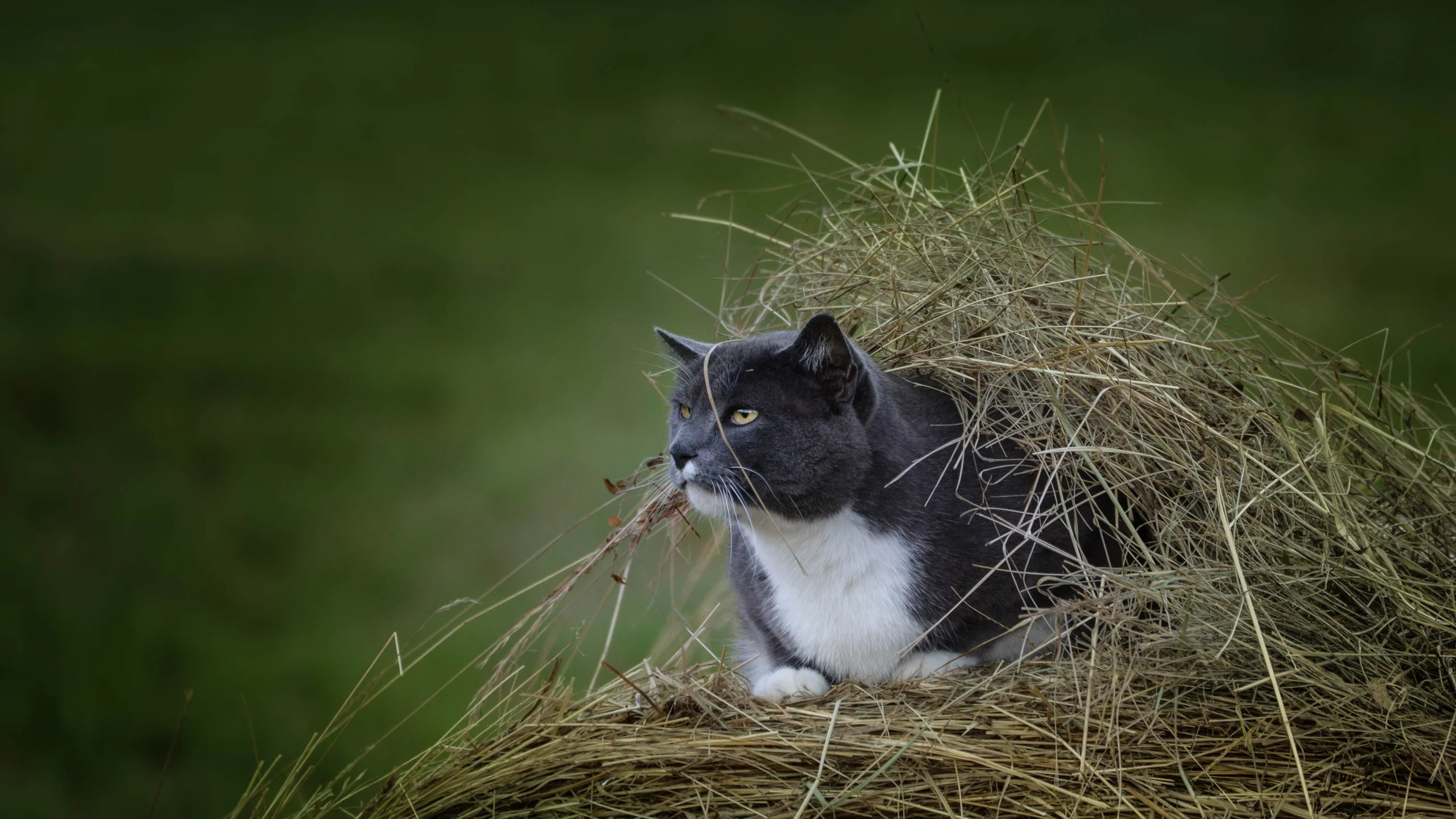 кот, взгляд, усы, укрытие, наблюдение, сено