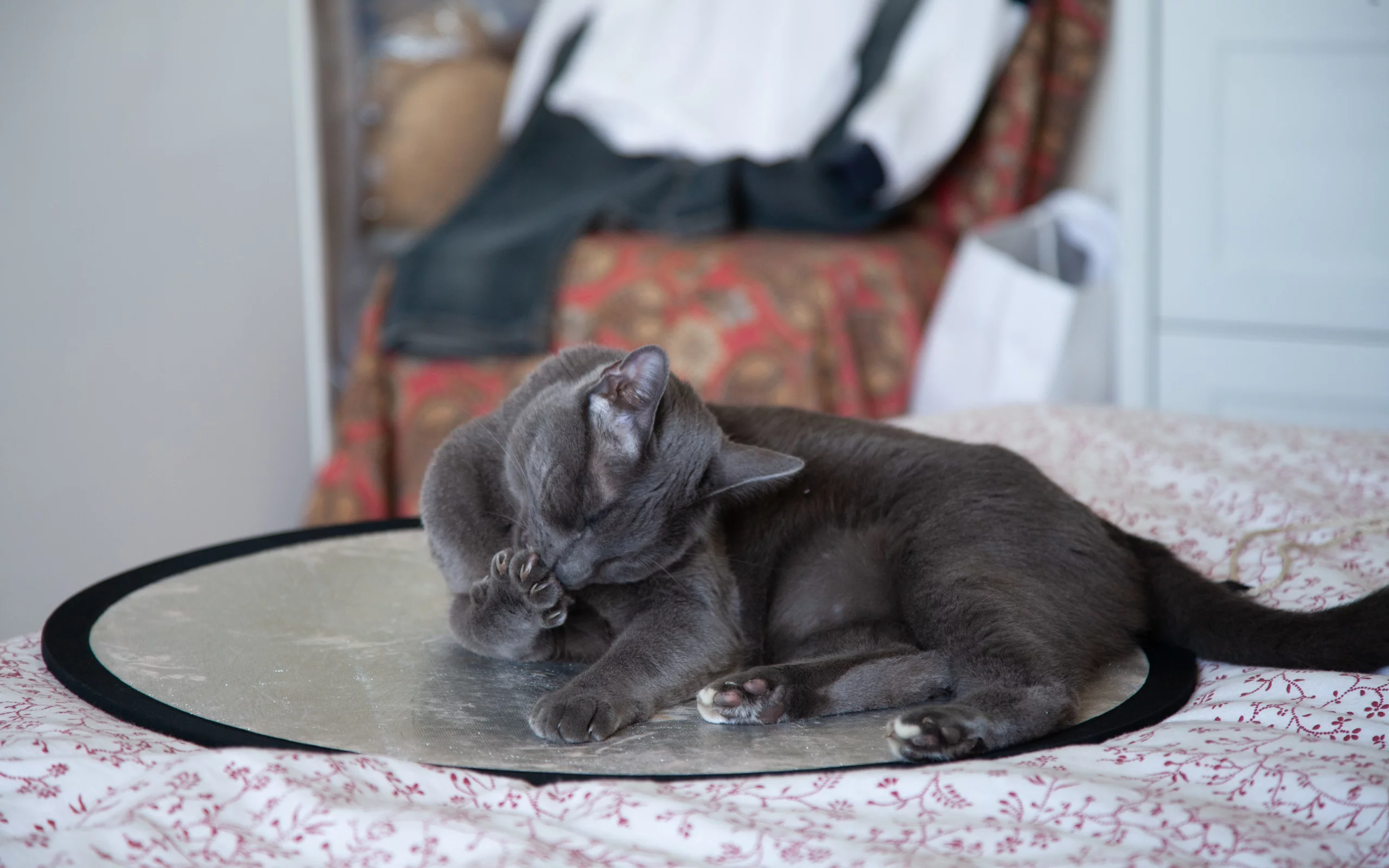 кошка, животные, лапа
