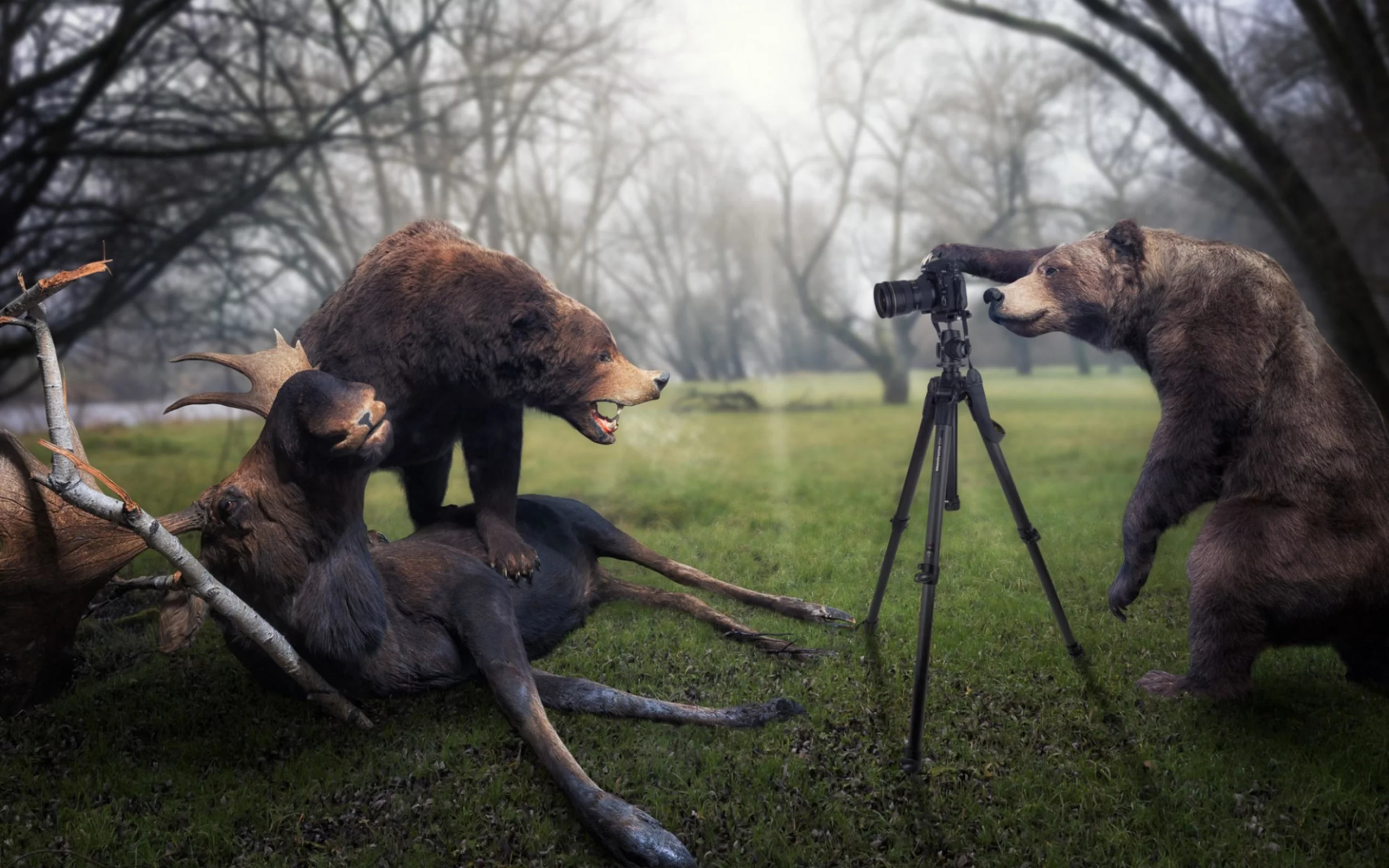 photo, funny