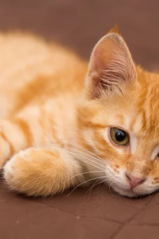 котёнок, взгляд, усы
