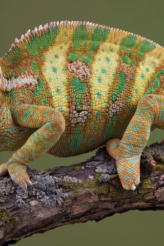 хамелеон, ящерица, животное