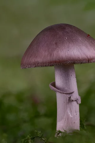 гриб, грибы, макро
