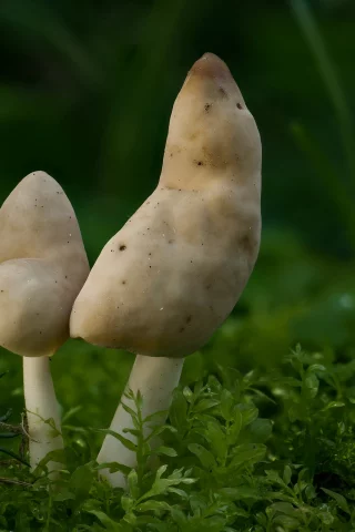 гриб, грибы, макро