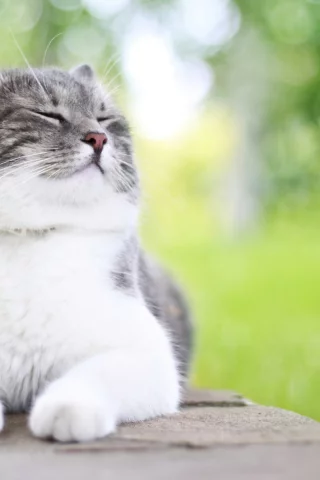 кошка, животное