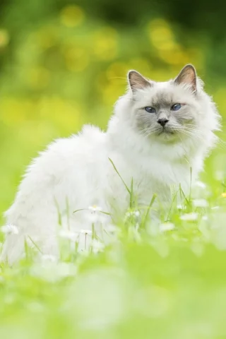 кошка, взгляд, сидит на траве