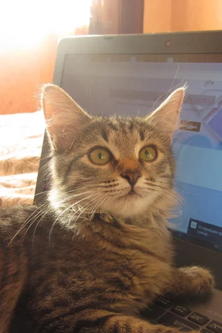 кот, фон