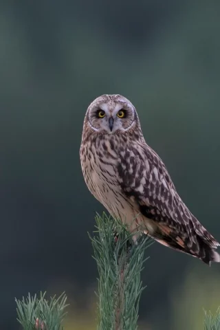 сова, взгляд, птица