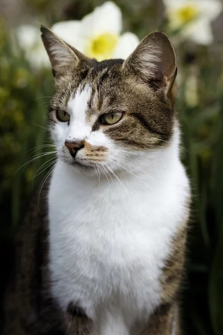 кошка, животное, цветы