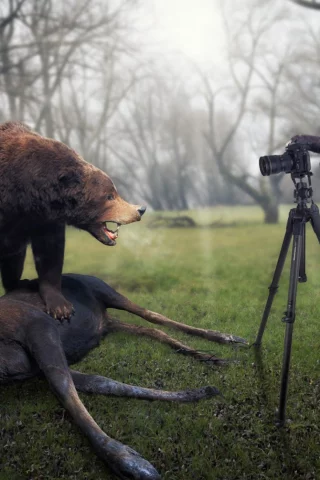 photo, funny