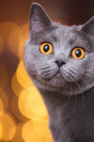 кот, взгляд, животное