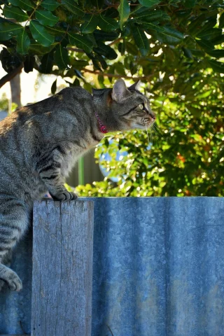 кот, взгляд, фон, кошка