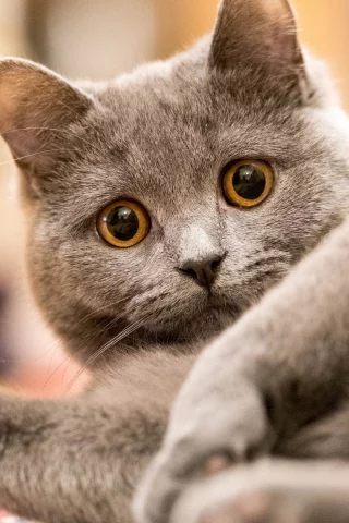 кот, взгляд, животное