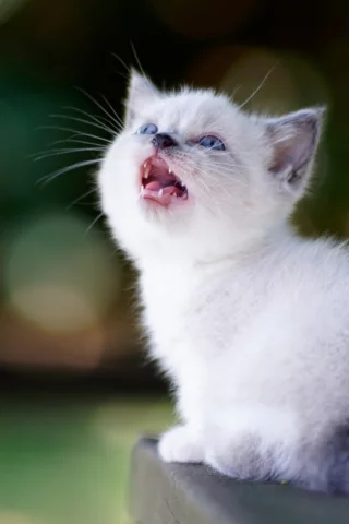 котёнок, маленький