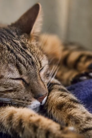кот, животное, спит