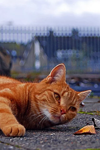 кот рыжий, лежит