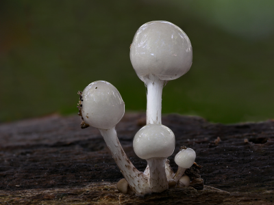 гриб, грибы, макро