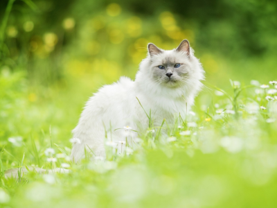 кошка, взгляд, сидит на траве