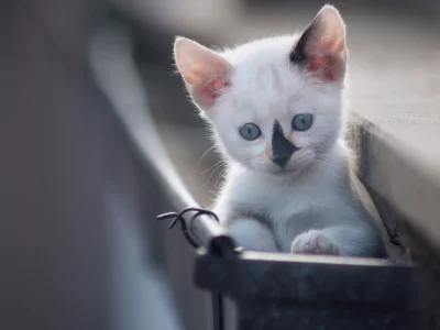котёнок, маленький, взгляд