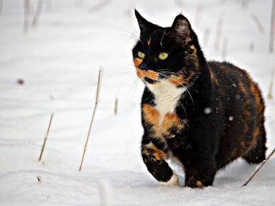 кошка, животное, снег, зима