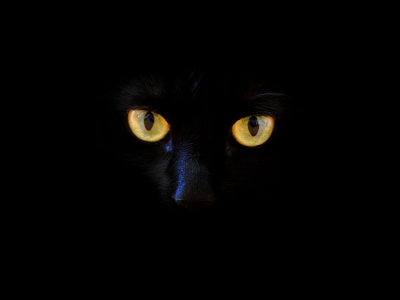 кот, глаза, чёрный фон