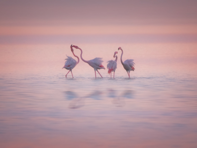 фламинго розовые, птицы