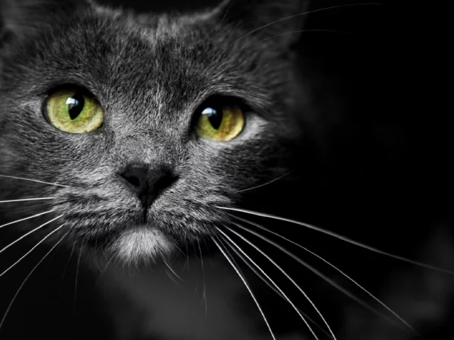 кот, взгляд, животное