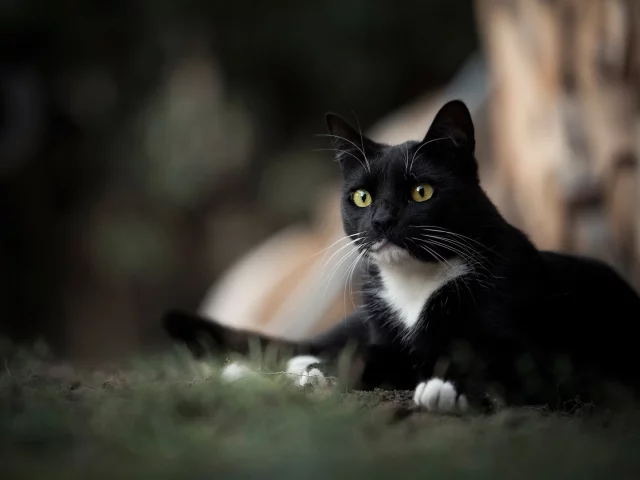 кот, взгляд, животное