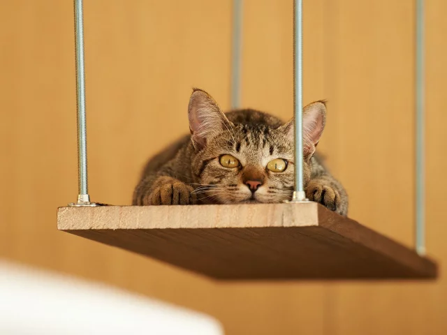 кот, взгляд, животное