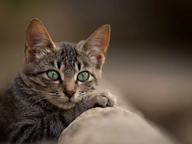 кот, взгляд, животное