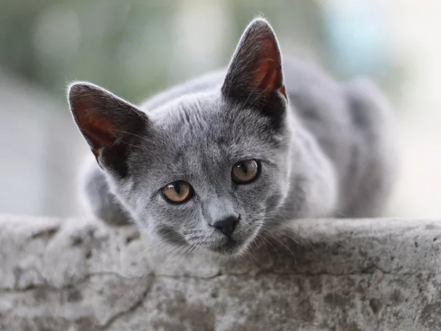 кот, взгляд, животное
