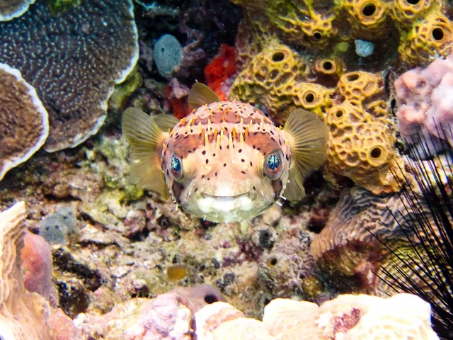 коралловый, риф, море, иглобрюх