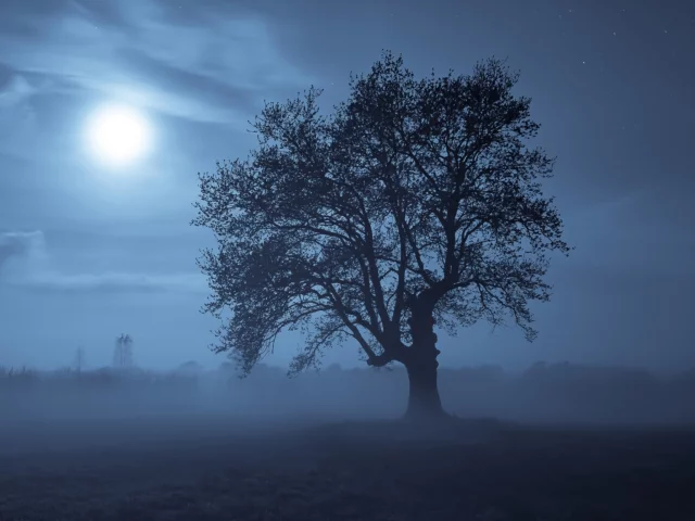 ночь, дерево, луна
