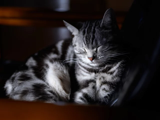 кот, спит
