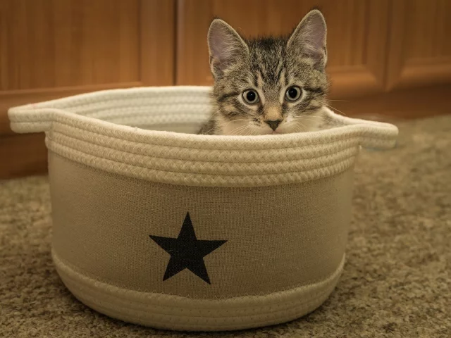 кот, взгляд, животное