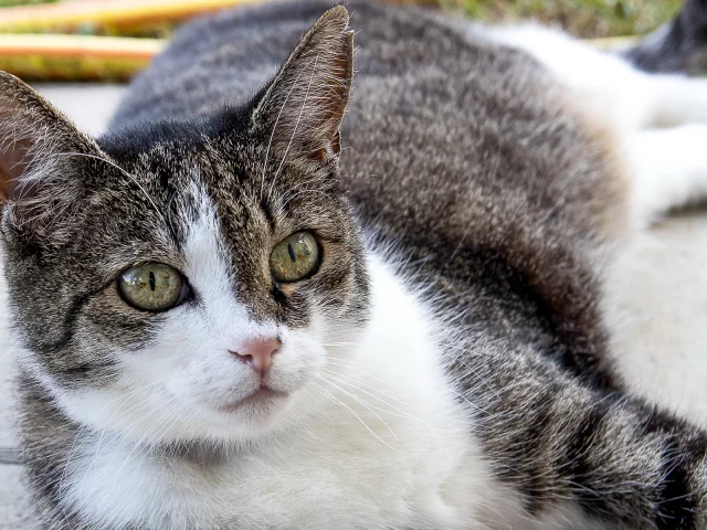 кошка, взгляд, животное