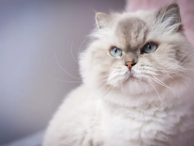кот, взгляд