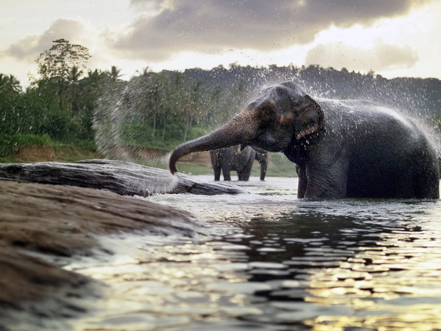 слоны, животные, река