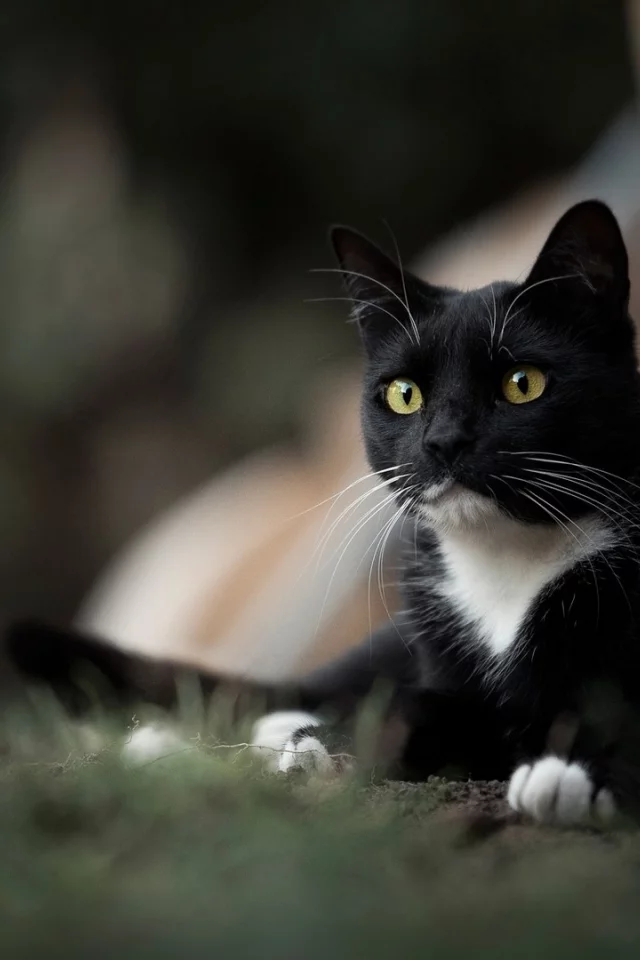 кот, взгляд, животное