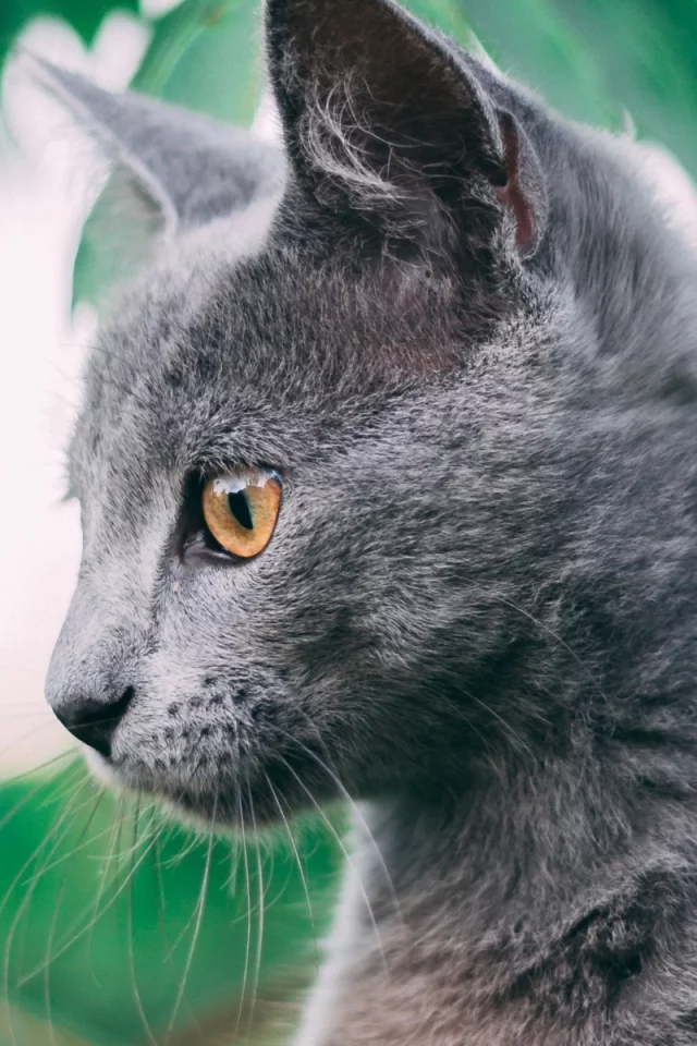 кот, взгляд, животное