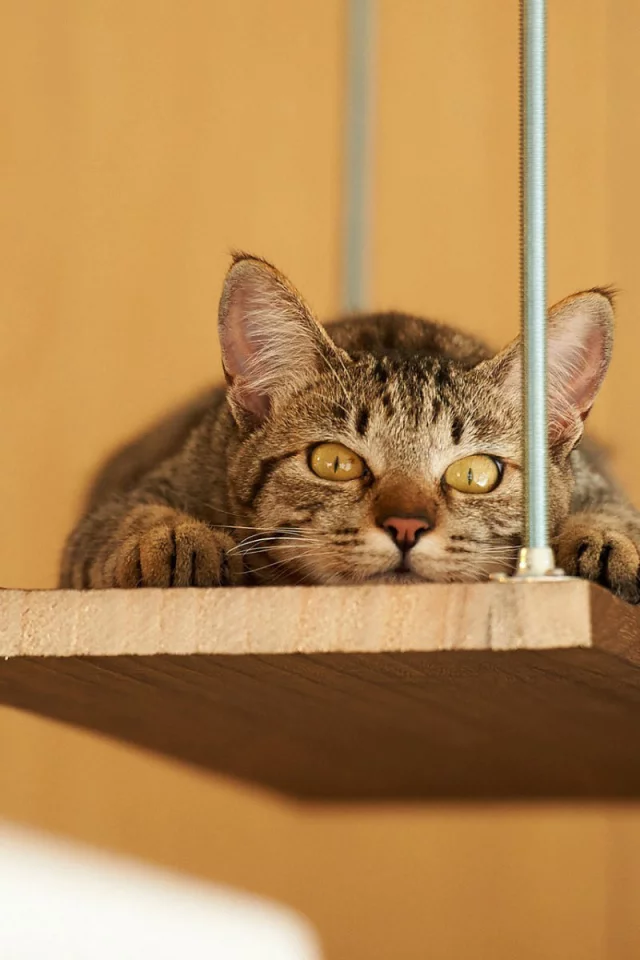 кот, взгляд, животное