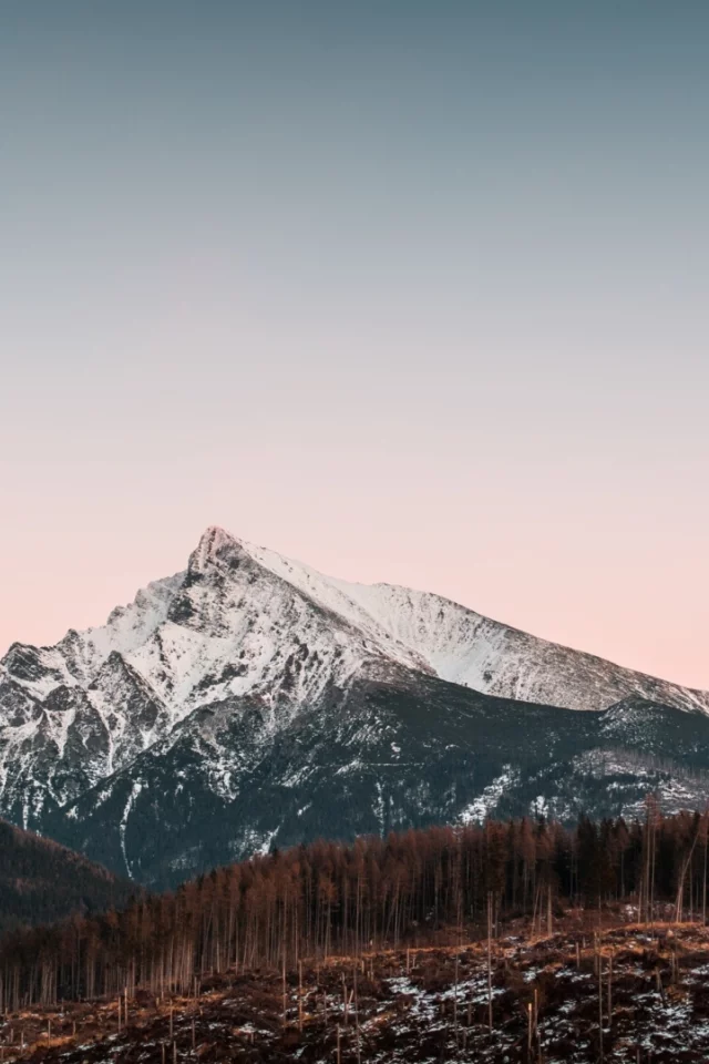лес, деревья, горы