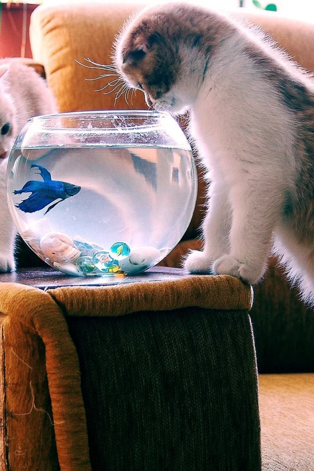 коты, аквариум