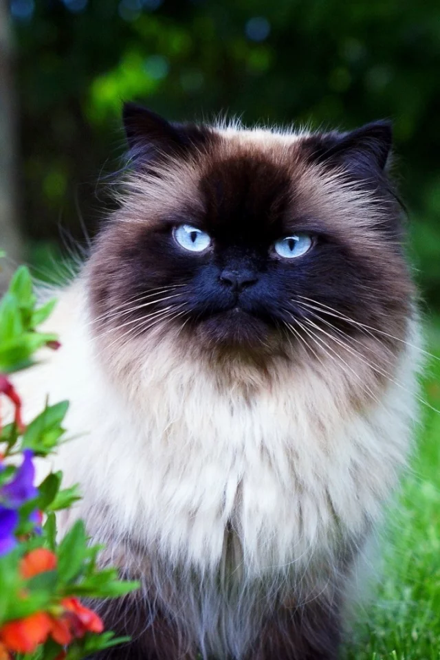 кошка сиамская, взгляд