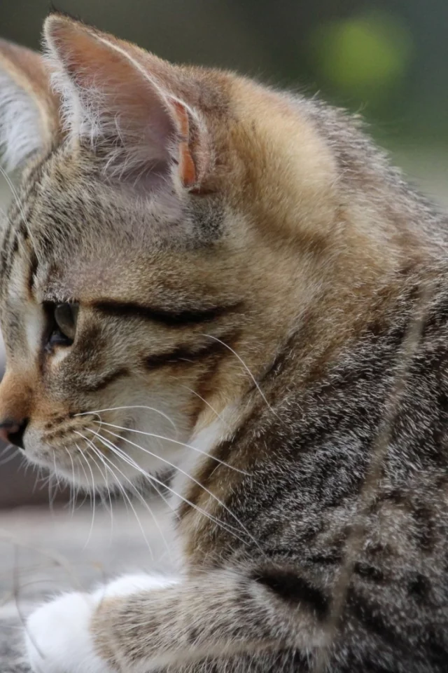 кошка, животное
