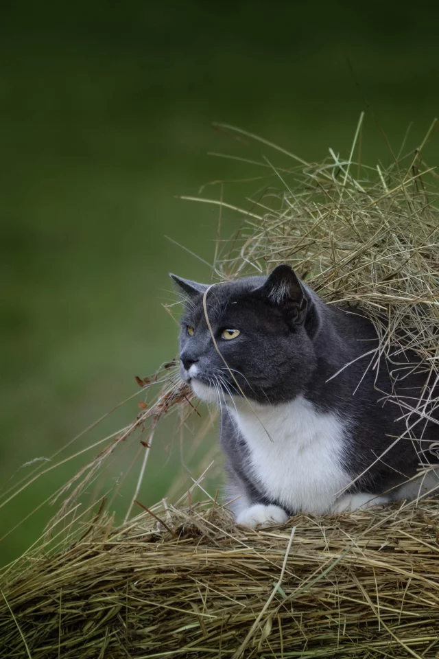 кот, взгляд, усы, укрытие, наблюдение, сено